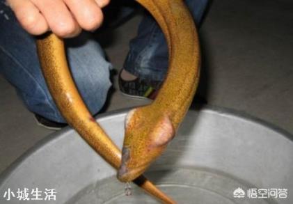 釣到條大黃鱔，頭上卻長有兩個角，農村老人說有毒不能吃，為啥？