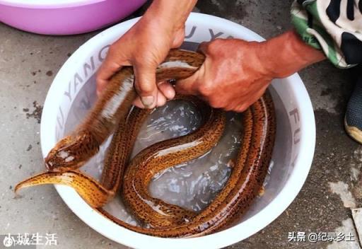 釣到條大黃鱔，頭上卻長有兩個角，農村老人說有毒不能吃，為啥？
