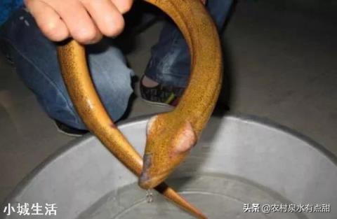釣到條大黃鱔，頭上卻長有兩個角，農村老人說有毒不能吃，為啥？