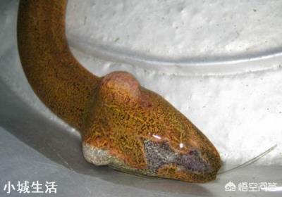 釣到條大黃鱔，頭上卻長有兩個角，農村老人說有毒不能吃，為啥？