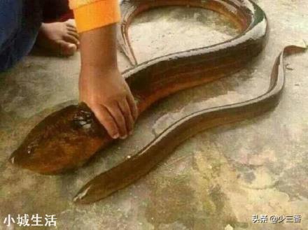 釣到條大黃鱔，頭上卻長有兩個角，農村老人說有毒不能吃，為啥？