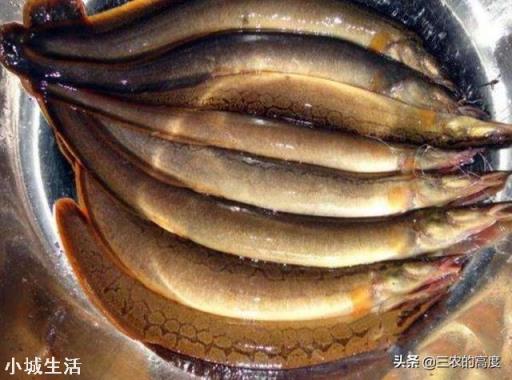 在农村水库抓到一条2斤重的泥鳅，背上居然长刺了，这是怎么回事？能吃吗？