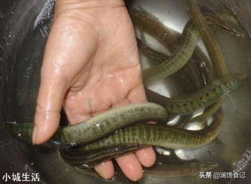 在农村水库抓到一条2斤重的泥鳅，背上居然长刺了，这是怎么回事？能吃吗？