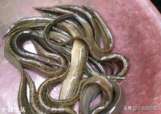 在农村水库抓到一条2斤重的泥鳅，背上居然长刺了，这是怎么回事？能吃吗？