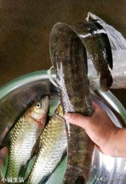 在农村水库抓到一条2斤重的泥鳅，背上居然长刺了，这是怎么回事？能吃吗？