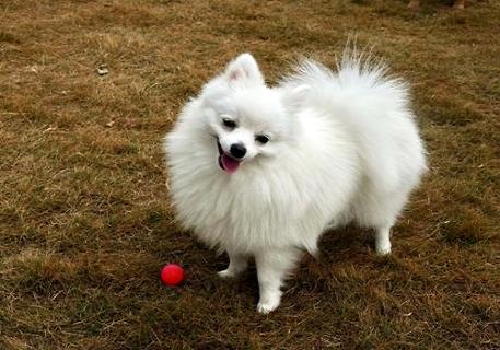 博美犬很不听话,小博美犬的训练方法是什么?