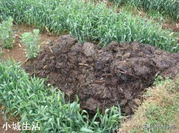 用人尿作为肥料浇青萝卜可以吃吗,为什么?