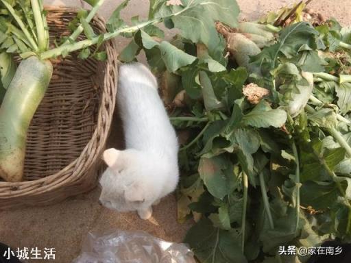 用人尿作为肥料浇青萝卜可以吃吗,为什么?