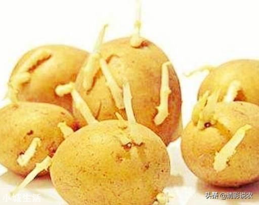 土豆种植育苗移栽好还是直播好?