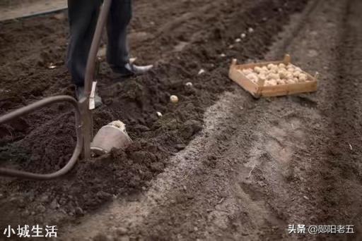 土豆种植育苗移栽好还是直播好?