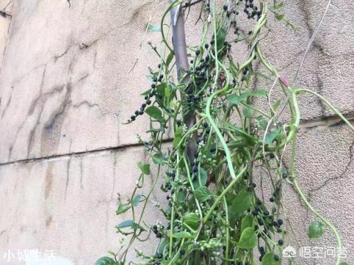在照射不到阳光的墙根,种植什么比较好?