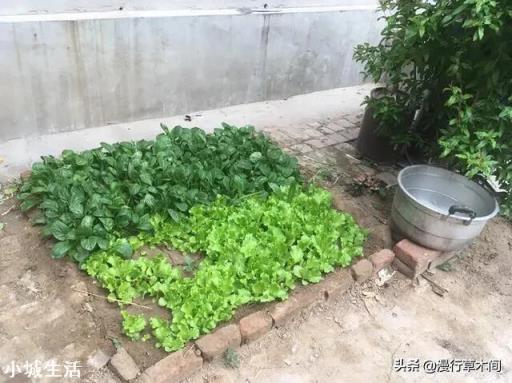 在照射不到阳光的墙根,种植什么比较好?