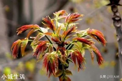 在照射不到阳光的墙根,种植什么比较好?