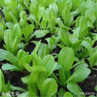 在照射不到阳光的墙根,种植什么比较好?