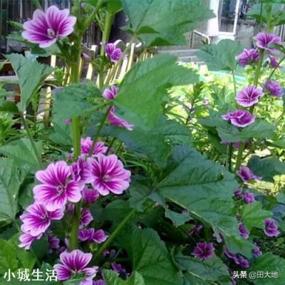 在照射不到阳光的墙根,种植什么比较好?