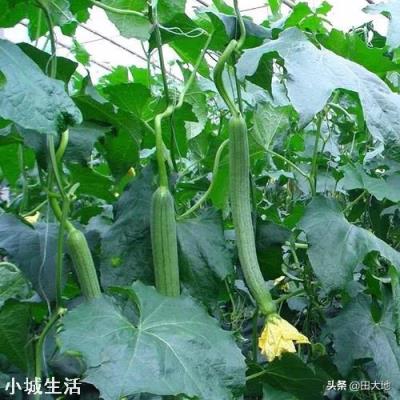 在照射不到阳光的墙根,种植什么比较好?