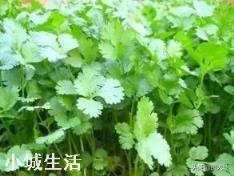 在照射不到阳光的墙根,种植什么比较好?
