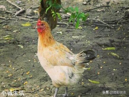 冬天鸡吃热食好吗？
