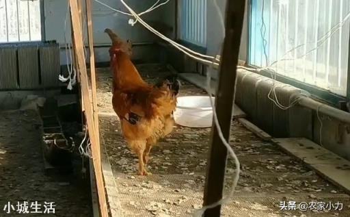 冬天鸡吃热食好吗？