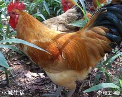冬天散養雞，應如何防寒保暖？