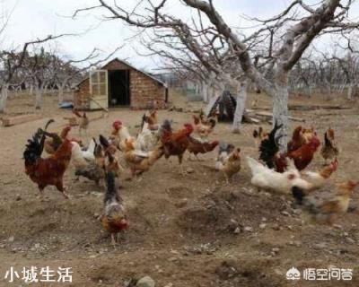 冬天散養雞，應如何防寒保暖？