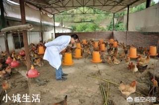 冬天散養雞，應如何防寒保暖？