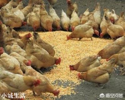 冬天散養雞，應如何防寒保暖？