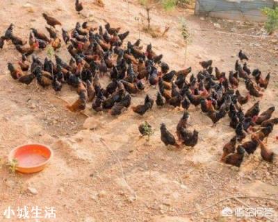 冬天散養雞，應如何防寒保暖？