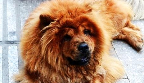 松獅犬夏天會中暑嗎?松獅中暑的癥狀及急救方法!