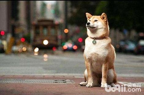 柴犬为什么会咬家里的猫咪？
