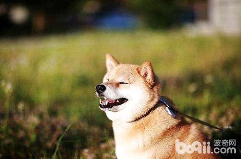 柴犬为什么会咬家里的猫咪？