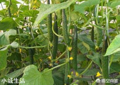 秋露天黃瓜啥时种合适？