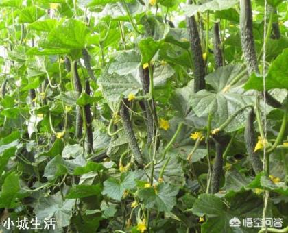 秋露天黃瓜啥时种合适？