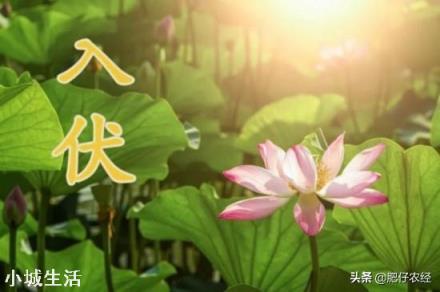 明日入伏，入伏吃什么好？农村俗语“头伏饺子二伏面”是啥道理？