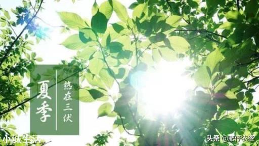 明日入伏，入伏吃什么好？农村俗语“头伏饺子二伏面”是啥道理？