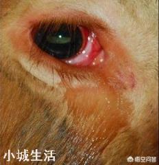 动物有意识知道自己会被杀吗?