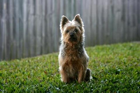 法斗怎么训练战斗力?法斗犬训练技巧!