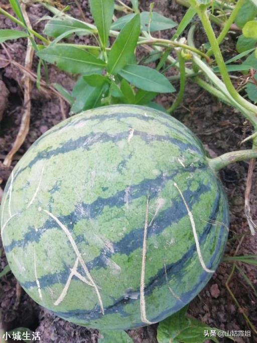 要想是西瓜甜度增加，采用什么种植技术？