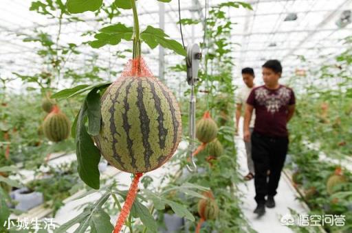 要想是西瓜甜度增加，采用什么种植技术？