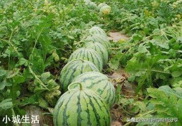 要想是西瓜甜度增加，采用什么种植技术？