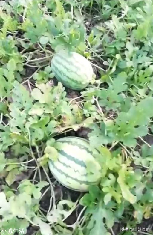 要想是西瓜甜度增加，采用什么种植技术？
