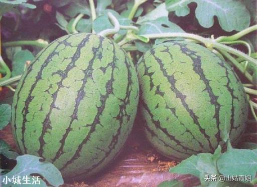 要想是西瓜甜度增加，采用什么种植技术？