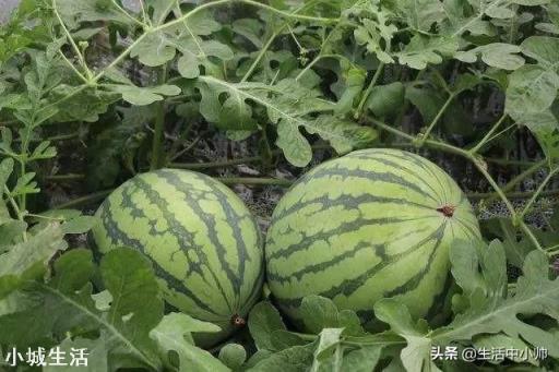 要想是西瓜甜度增加，采用什么种植技术？