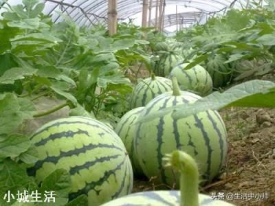 要想是西瓜甜度增加，采用什么种植技术？
