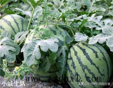 要想是西瓜甜度增加，采用什么种植技术？