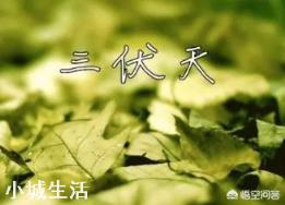 农村节气老话“夏节三庚数伏天”，到底这个“三庚”多少天？这个“伏天”又是那个伏？