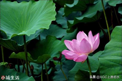 农村节气老话“夏节三庚数伏天”，到底这个“三庚”多少天？这个“伏天”又是那个伏？