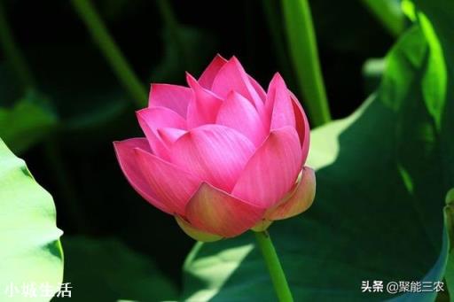 农村节气老话“夏节三庚数伏天”，到底这个“三庚”多少天？这个“伏天”又是那个伏？