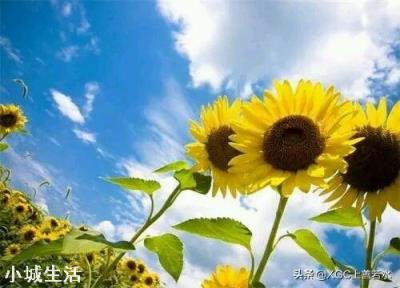 农村节气老话“夏节三庚数伏天”，到底这个“三庚”多少天？这个“伏天”又是那个伏？