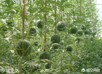 醋可以让西瓜增产丰收吗？为什么？
